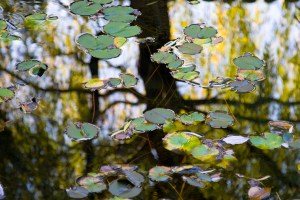 Water lilly at Chinese Garden in Portland